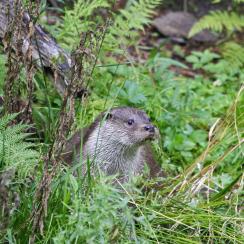 Loutre d'Europe (Philippe Massit)