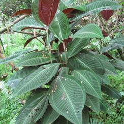 Miconia calvescens, juvénile (Tahaa, 2006, JY Meyer)