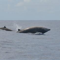 Baleine à bec de Cuvier ou Ziphius (Laurent Bouveret, Ommag)