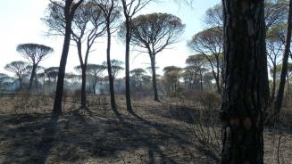 Le 16 août 2021, l'incendie déclaré dans le Massif des Maures a impacté la faune et la flore de la réserve naturelle nationale de la Plaine des Maures, et notamment la tortue d'Hermann (Concha Agero, OFB)