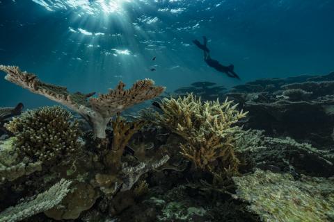 Récifs coralliens des Gambier (Polynésie française)  Alexis Rosenfeld/Divergence images