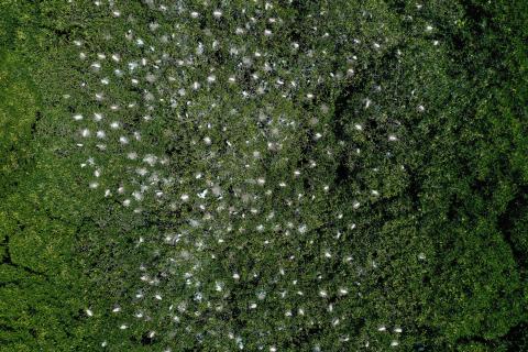 Crabier blanc drone Mayotte