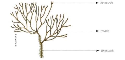 Schéma descriptif du Fucus dichotome (Bluelife/OFB)
