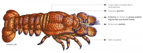 Schéma descriptif de la Grande cigale de mer (Bluelife/OFB)