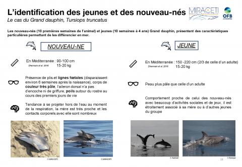 Guide Tursmed (2022) - Grand dauphin - Identification des jeunes et des nouveaux nés