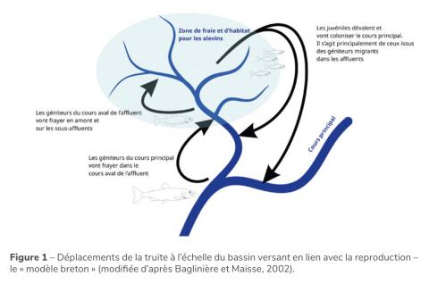 Figure 1 – Déplacements de la truite à l’échelle du bassin versant en lien avec la reproduction – le « modèle breton » (modifiée d’après Baglinière et Maisse, 2002). (OFB, 2025)