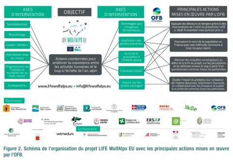 Schéma organisation Life WolfAlps EU et actions OFB (Rencontres 90, 2024, OFB)