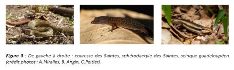 Reptiles endémiques et vertébrés introduits de l'archipel des Saintes - Fig. 03