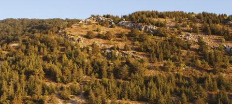 Vue de la Réserve naturelle des cèdres du Chouf (Liban). M. Gunther/Biosphoto