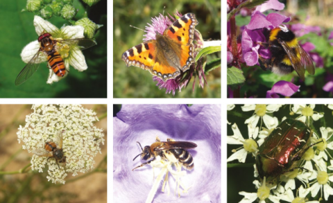 Quelques représentants de la diversité des insectes pollinisateurs. H. Mouret/Arthropologia