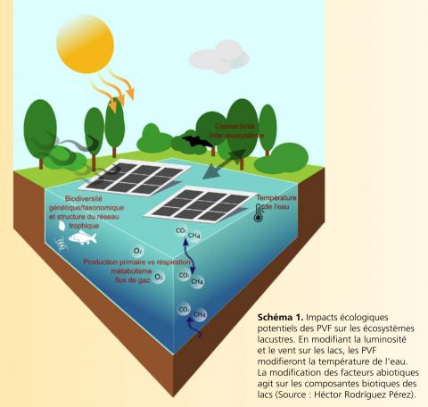 Schéma 1. Impacts écologiques potentiels des PVF sur les écosystèmes lacustres. En modifiant la luminosité et le vent sur les lacs, les PVF modifieront la température de l’eau. La modification des facteurs abiotiques agit sur les composantes biotiques des lacs (Source : Héctor Rodríguez Pérez). (OFB, 2025)