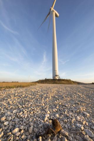 La mortalité des chauve-souris (ici Pipistrelle-sp) survient par collision avec les pales d'une éolienne ou par barotraumatisme due à la modification de pression de l'air (Philippe Massit, OFB)