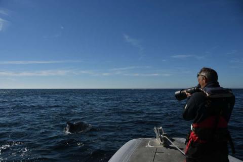 Suivi des Grands dauphins par photo-identification dans la chaussée de Sein, par des agents du parc naturel marin de l'Iroise (Mickaël Buanic, OFB)