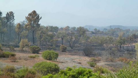 Le 16 août 2021, l'incendie déclaré dans le Massif des Maures a impacté la faune et la flore de la réserve naturelle nationale de la Plaine des Maures, et notamment la tortue d'Hermann (Concha Agero, OFB)