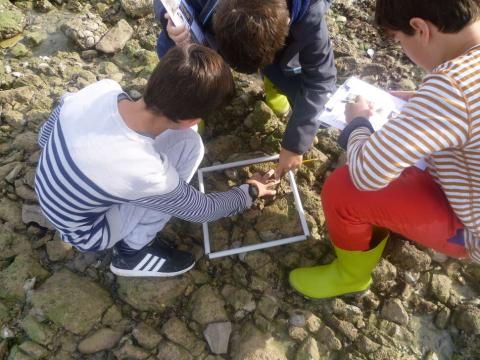 Inventaire scientifique mené par les élèves dans le projet 2018-2019 de l'Aire marine éducative Simone Veil de La Rochelle)