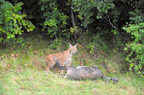 Lynx, predation-chamois dans le Jura_S-Montagnon