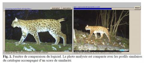 Lynx_30_Photo-identification2-comparaison