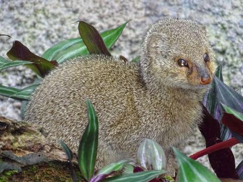 Petite mangouste indienne sur le PN de Guadeloupe (Cyril Cottaz, OFB)