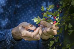 Récolte de fruits d'Aubépine monogyne (Crataegus monogyna) pour la marque Végétal local (Philippe Massit, OFB)