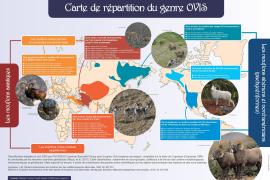 Carte de répartition du genre Ovis (M7creation-Bernard Martin dans Comprendre pour agir, 2024, OFB)