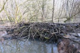 Barrage débordant du lit mineur sur plusieurs dizaines de mètres, constitué de branches et de boue (Caroline Le Goff, OFB)