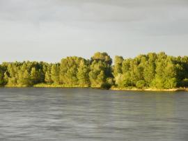 Ripisylve en bordure de la Loire (Yoann Bressan, OFB)