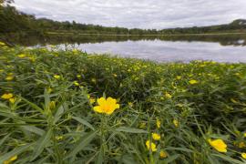 Jussie à grandes fleurs, en tapis sur l'étang du Briou en Sologne (Philippe Massit, OFB)