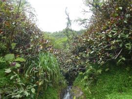Invasion de Miconia dans une forêt humide (Tahiti, Papenoo valley, 2015, JY Meyer)