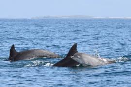 Grands dauphins dans le Parc naturel marin d’Iroise (B. Guichard/OFB)