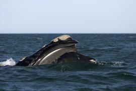 Baleine franche australe pointant la tête bouche ouverte hors de l'eau, révélant ses fanons (François Gohier, Biosphoto)