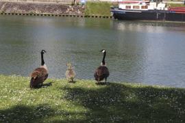 Famille de bernaches du Canada au bord d'un canal en Camargue (Caroline Le Goff, OFB)