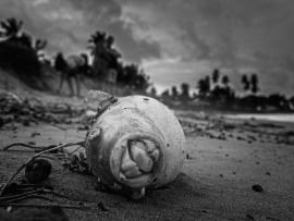Cadavre de poisson rejeté par un pécheur sur la plage de Cayenne (photo Concours Nature menacée, Alain Guillem, OFB)