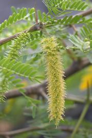 L'arbre Épinard (Prosopis juliflora) a de longues inflorescences en épi (Jean-Michel Groult, Biosphoto)