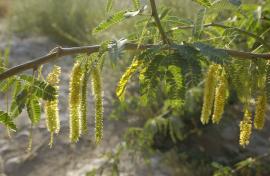 L'arbre Épinard (Prosopis juliflora) a de longues inflorescences en épi (Xavier Eichaker, Biosphoto)