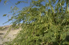 L'arbre Épinard (Prosopis juliflora) tolère le sel et peut se trouver dans les dunes (Xavier Eichaker, Biosphoto)
