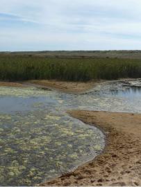La lagune de la Belle Henriette compte 360 espèces végétales (Guillaume Paquignon, OFB)
