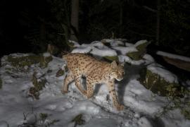 Lynx boréal en déplacement de nuit (piège phototographique, Philippe Massit, Stéphane Regazzoni, OFB)