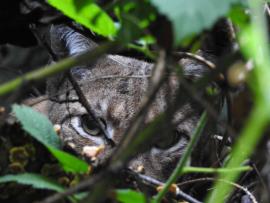 La femelle lynx Lycka se cache derrière la végétation avec ses 2 chatons en 2021 en forêt domaniale des Vosges du Nord, première reproduction depuis le 17e siècle (Vivien Siat, OFB)