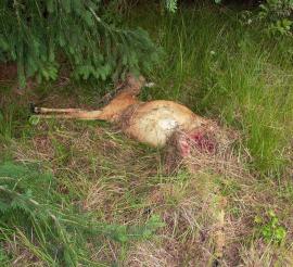 Chevreuil tué par un lynx, la partie consommée (gigot) est recouverte d’herbes sèches (réseau Loup-lynx)