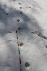 Mesure du pas sur une piste caractéristique de lynx (JY Ployer)