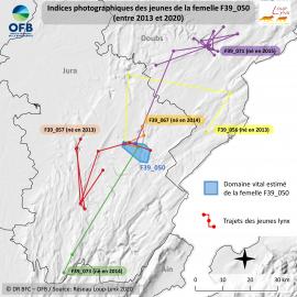 Suivi de la dispersion et du devenir des jeunes de la femelle F39_050, basé sur les « captures » photographiques entre 2013 et 2020 (réseau Loup-lynx / OFB DR BFC)
