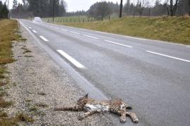 Lynx mort par collision routière avec un véhicule léger dans le Doubs (Emmanuel Renaud, OFB)