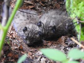 Portée de 2 chatons lynx dans les Vosges du Nord en 2021 (Vivien Siat, OFB)