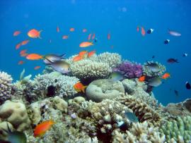Fonds sous-marin tropicaux à Mayotte (Eric Hansen, OFB)