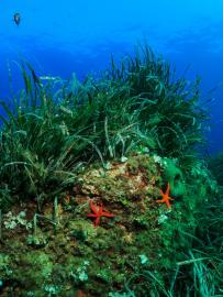 Étoiles de mer rouges (Echinaster sepositus), posées sur un substrat rocheux recouvert d'un herbier de posidonie (Posidonia oceanica), PNM du cap Corse et de l'Agriate (Daniel Buron)