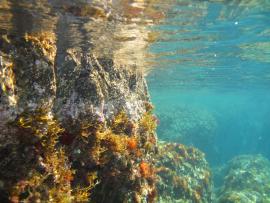 Fonds rocheux dans la réserve naturelle marine de Cerbère-Banyuls (Emmanuelle Rivas)