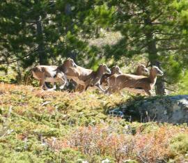 Groupe de femelles Mouflon de Corse (OFB)