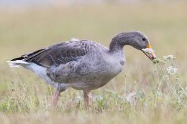 Oie cendrée en train de se nourrir et brouter dans une prairie proche du val d'Auron (Philippe Massit, OFB)