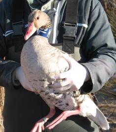 Oie cendrée venant d'être baguée et marquée par collier d'identification dans le marais du Vigueirat en 2009 (OFB)