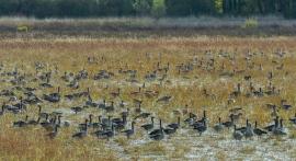 Colonie d'oies cendrées (Anser anser) en hivernage près de l'étang du Grand Birieux en 2020 (Maurice Benmergui, OFB)